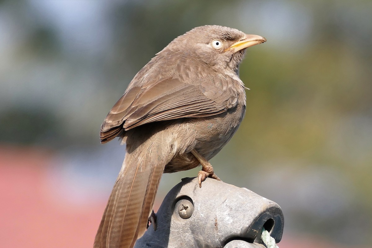 Jungle Babbler - Karen Thompson