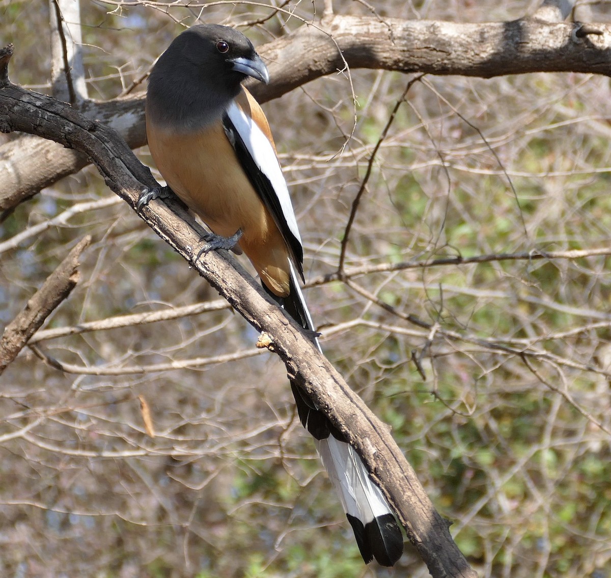 Rufous Treepie - ML276785931