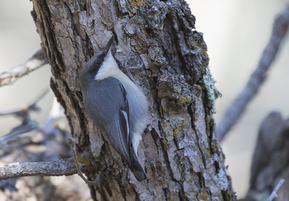 Pygmy Nuthatch - ML276786521