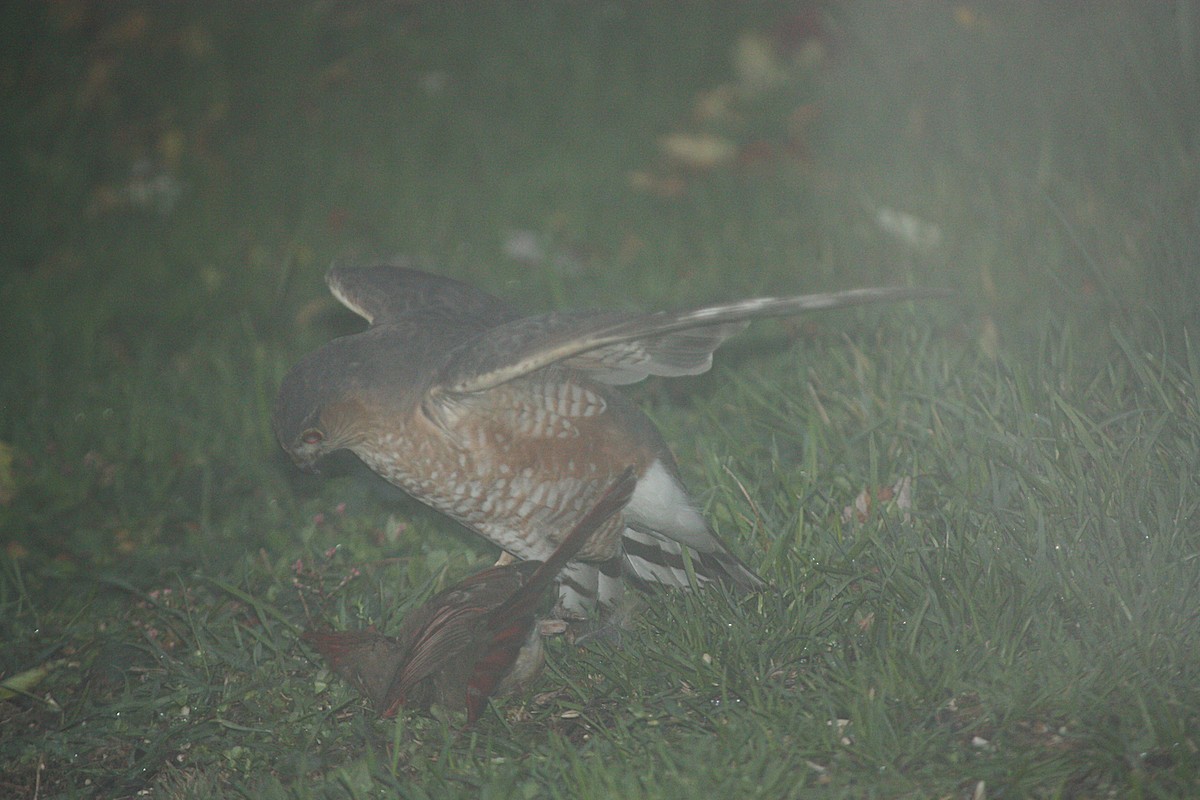Sharp-shinned Hawk - ML276787641