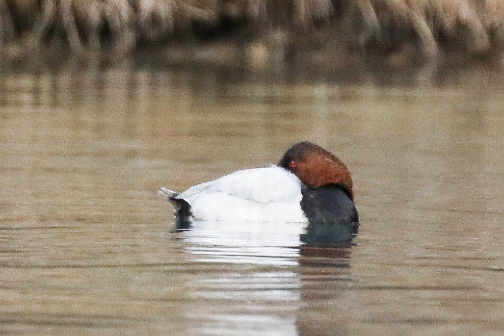 Canvasback - ML276790821