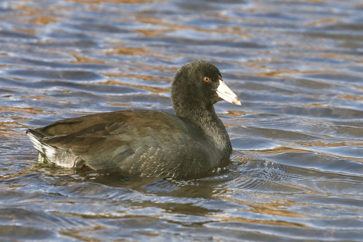 American Coot - ML276790881