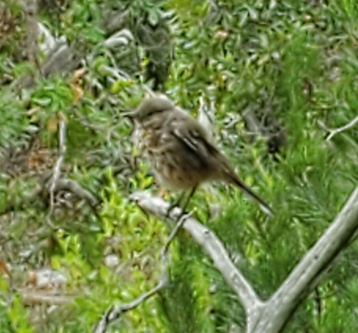 Sage Thrasher - ML276791021