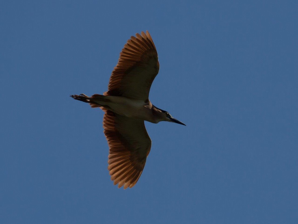 Rotrückenreiher - ML276791811