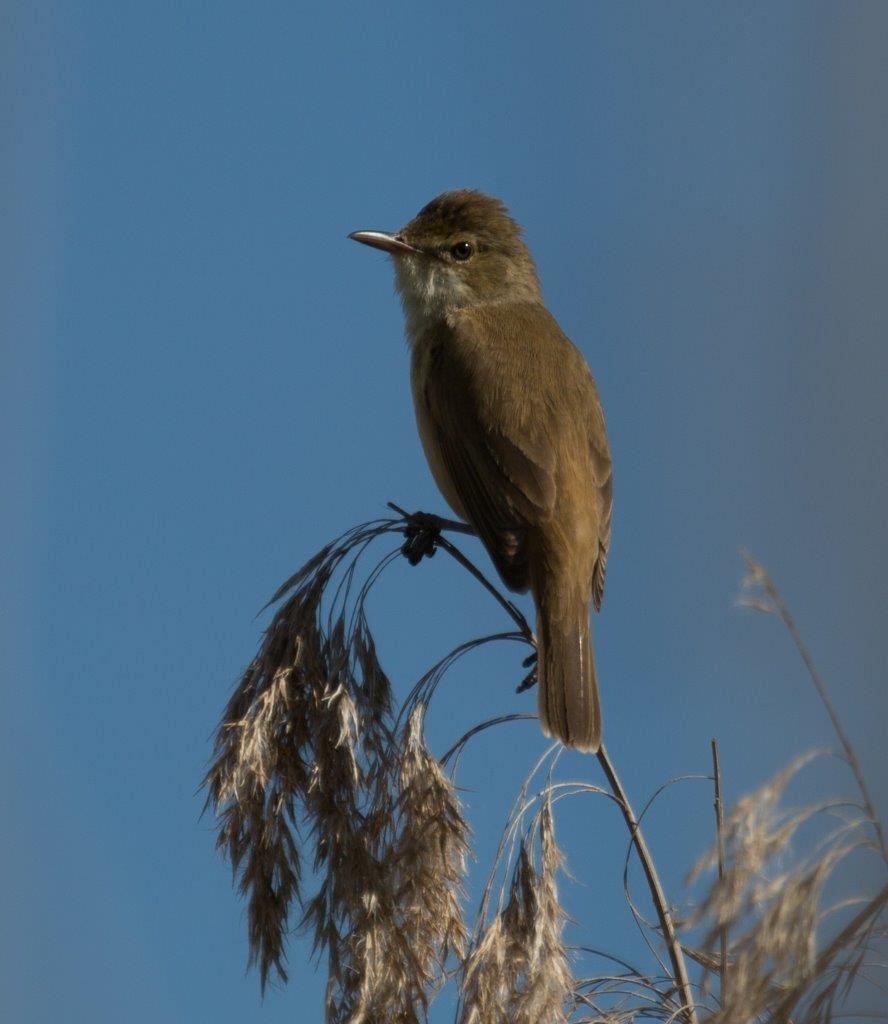 Australrohrsänger - ML276792281