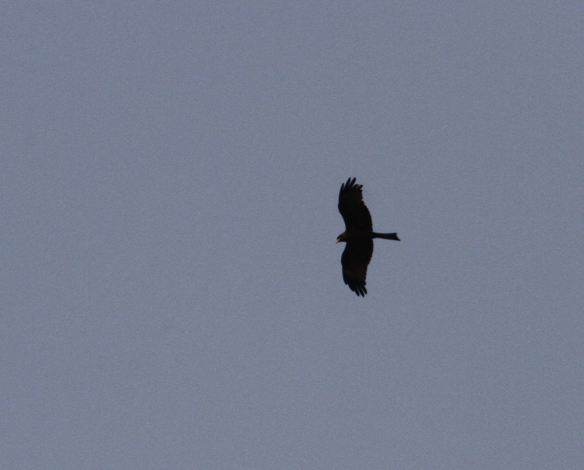 Black Kite (Yellow-billed) - ML276792651