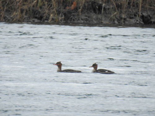 Red-breasted Merganser - ML276793871