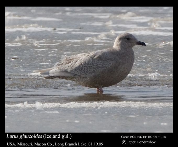 Iceland Gull (kumlieni) - Peter Kondrashov