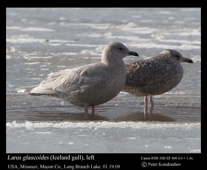 Iceland Gull (kumlieni) - Peter Kondrashov