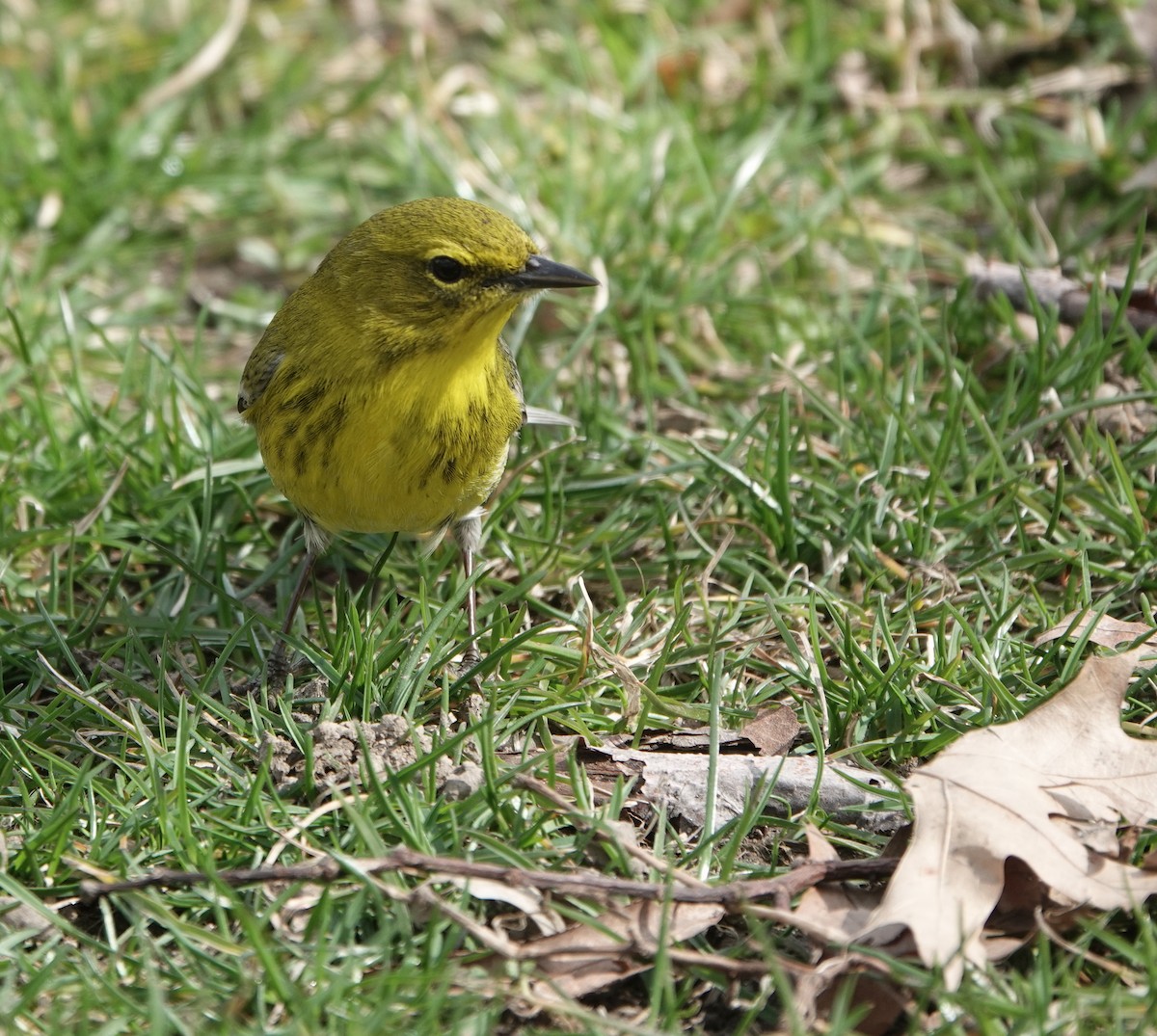 Pine Warbler - Ed Gaillard