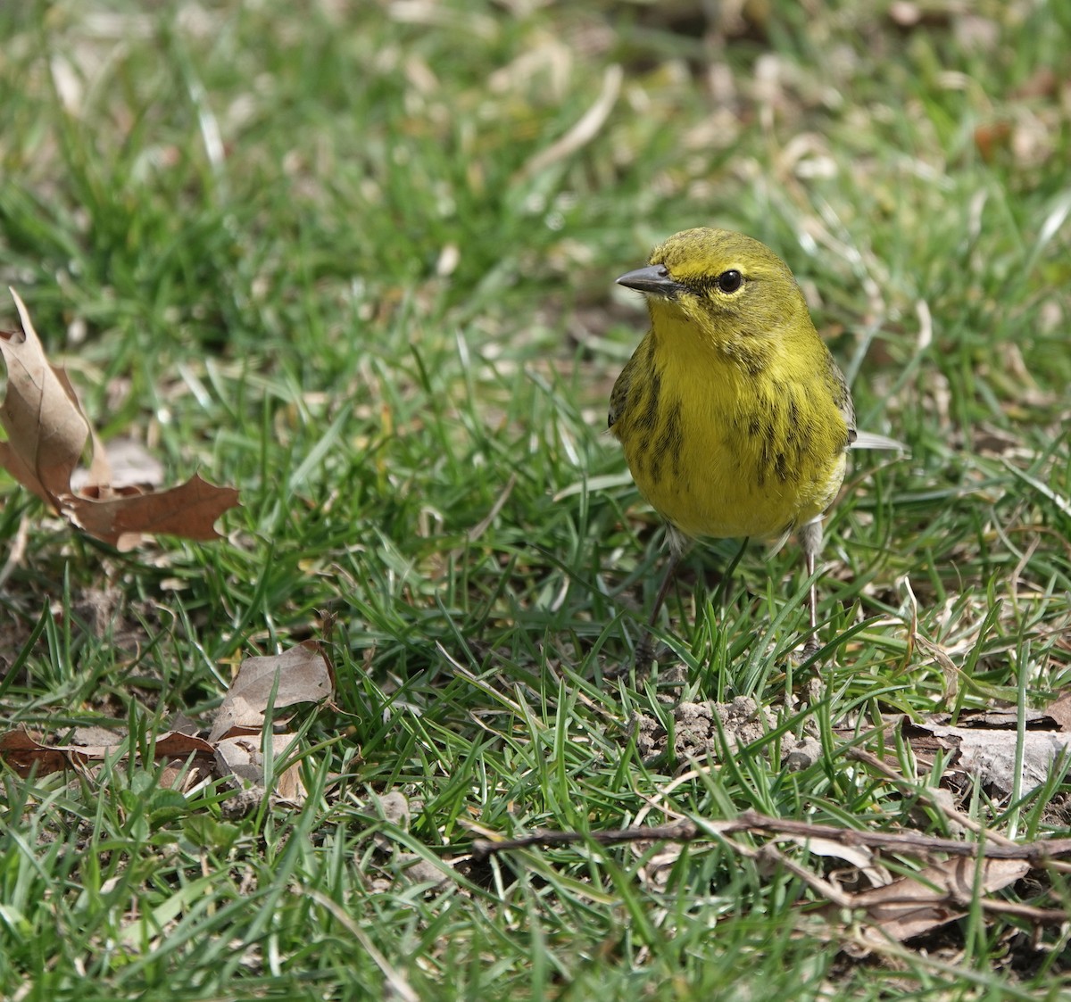 Pine Warbler - Ed Gaillard