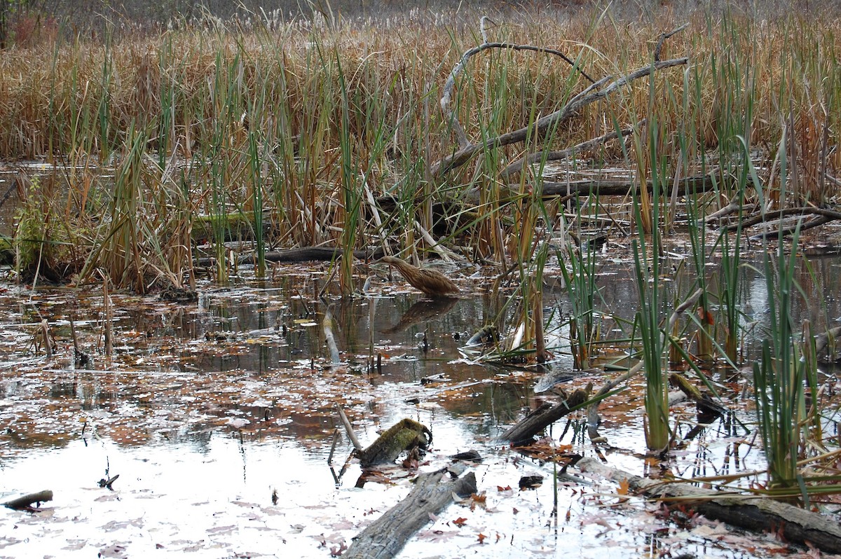 American Bittern - ML276800481