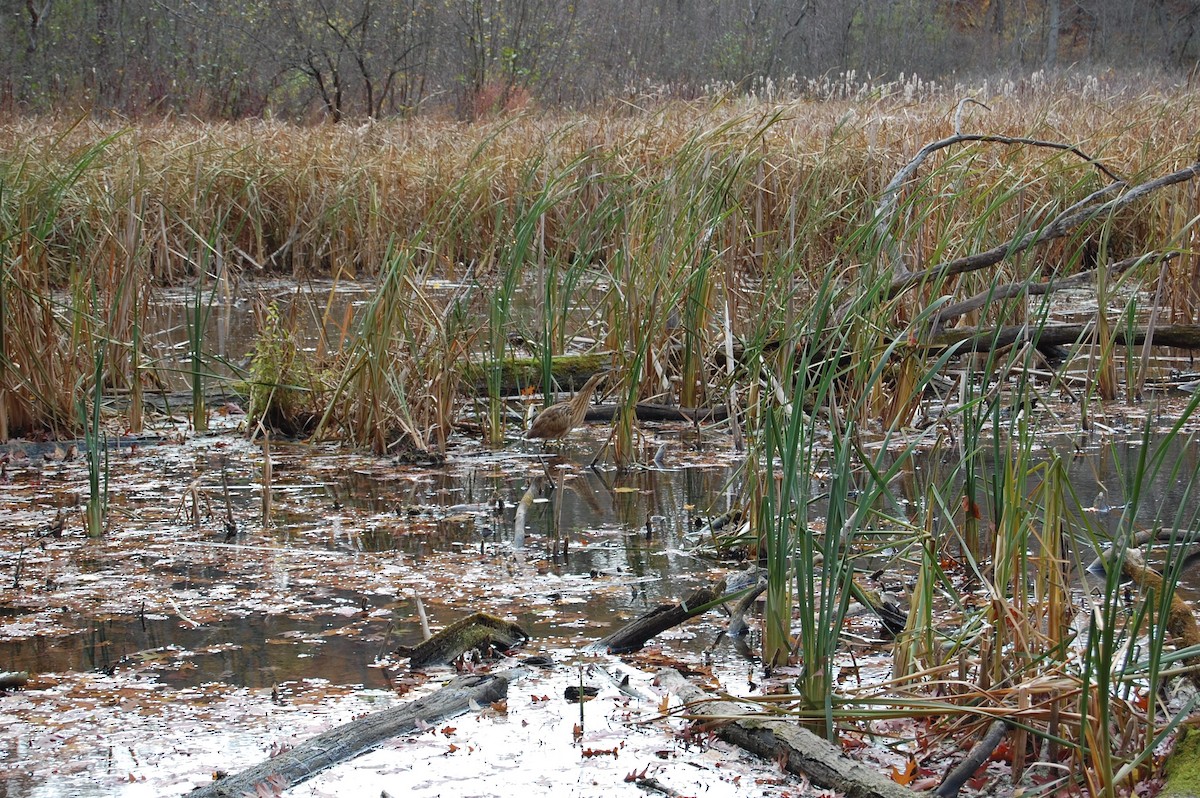 American Bittern - ML276800491