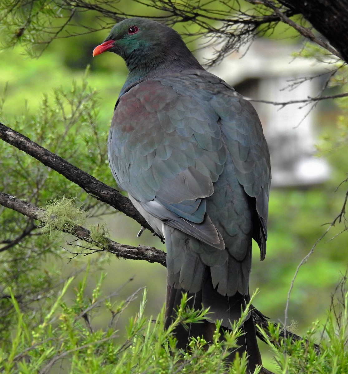 New Zealand Pigeon - ML276800791