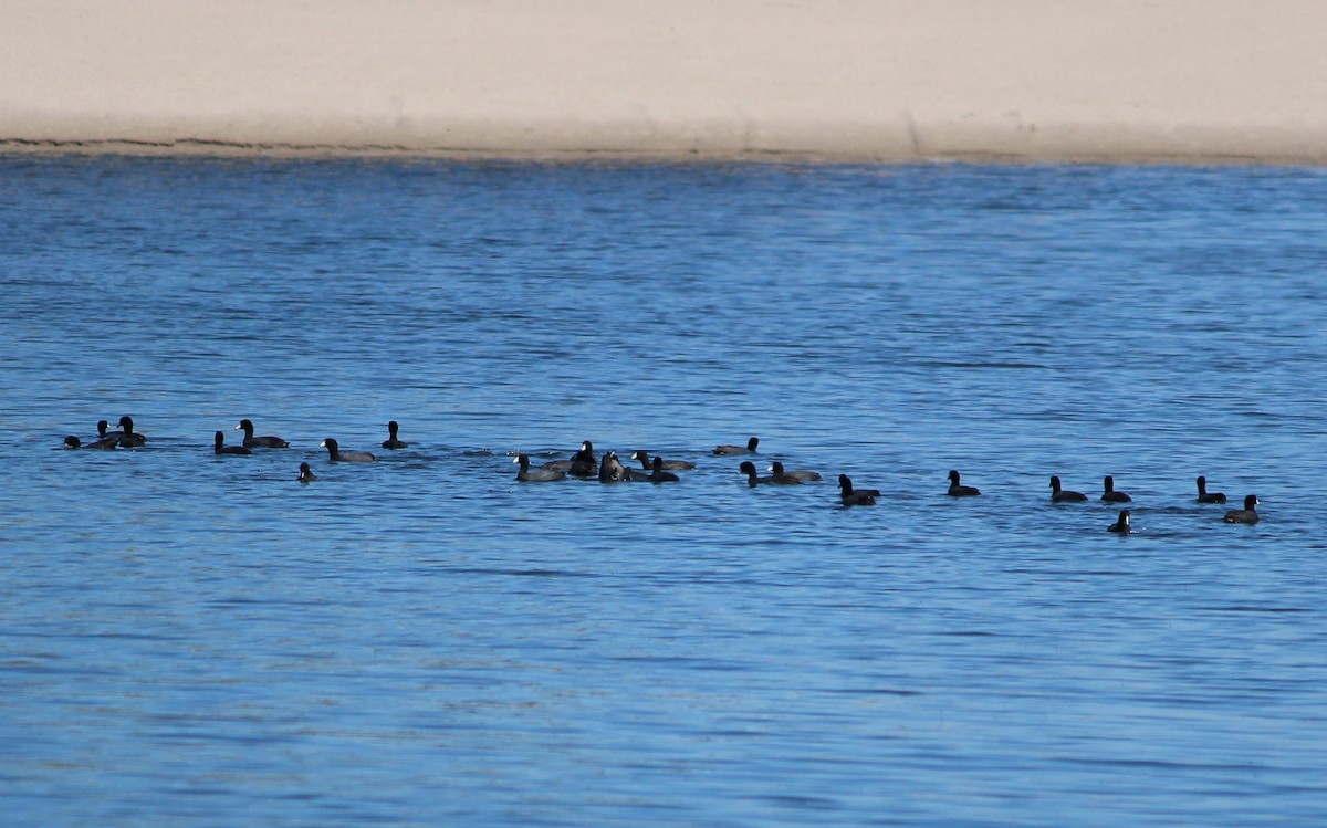 American Coot (Red-shielded) - ML27680101