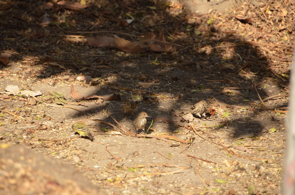 Pine Siskin - ML276802131