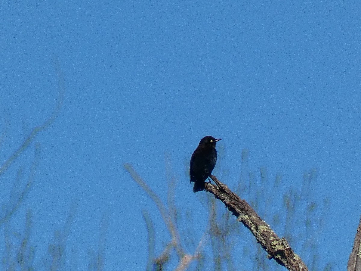 Rusty Blackbird - Michael Robertson