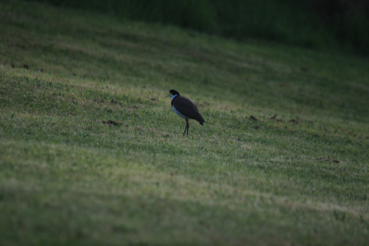 Masked Lapwing (Black-shouldered) - ML276803231