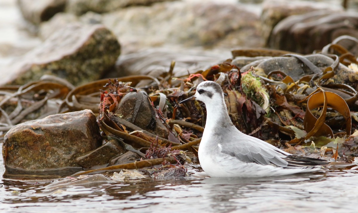 Red Phalarope - ML276803311