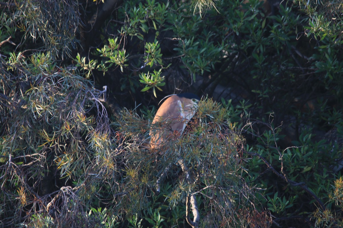 Nankeen Night Heron - Jeff Dagg