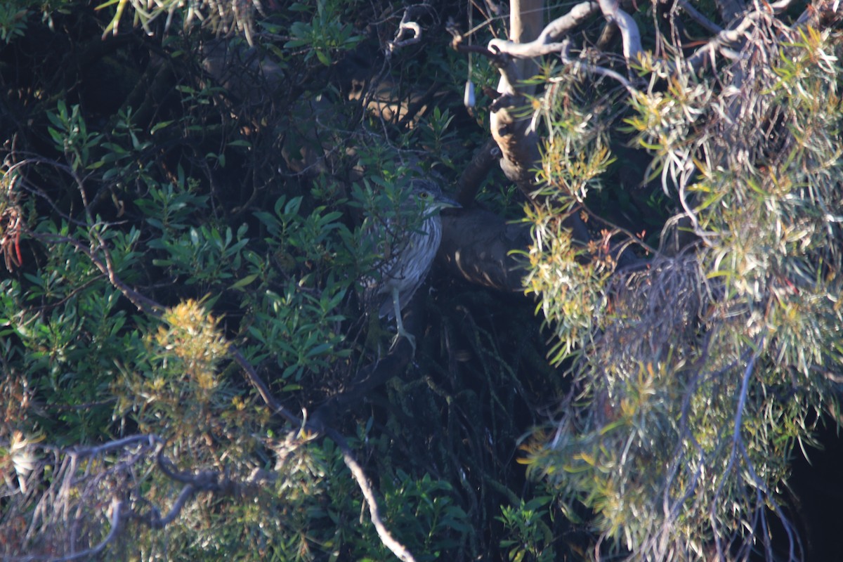 Nankeen Night Heron - ML276803341