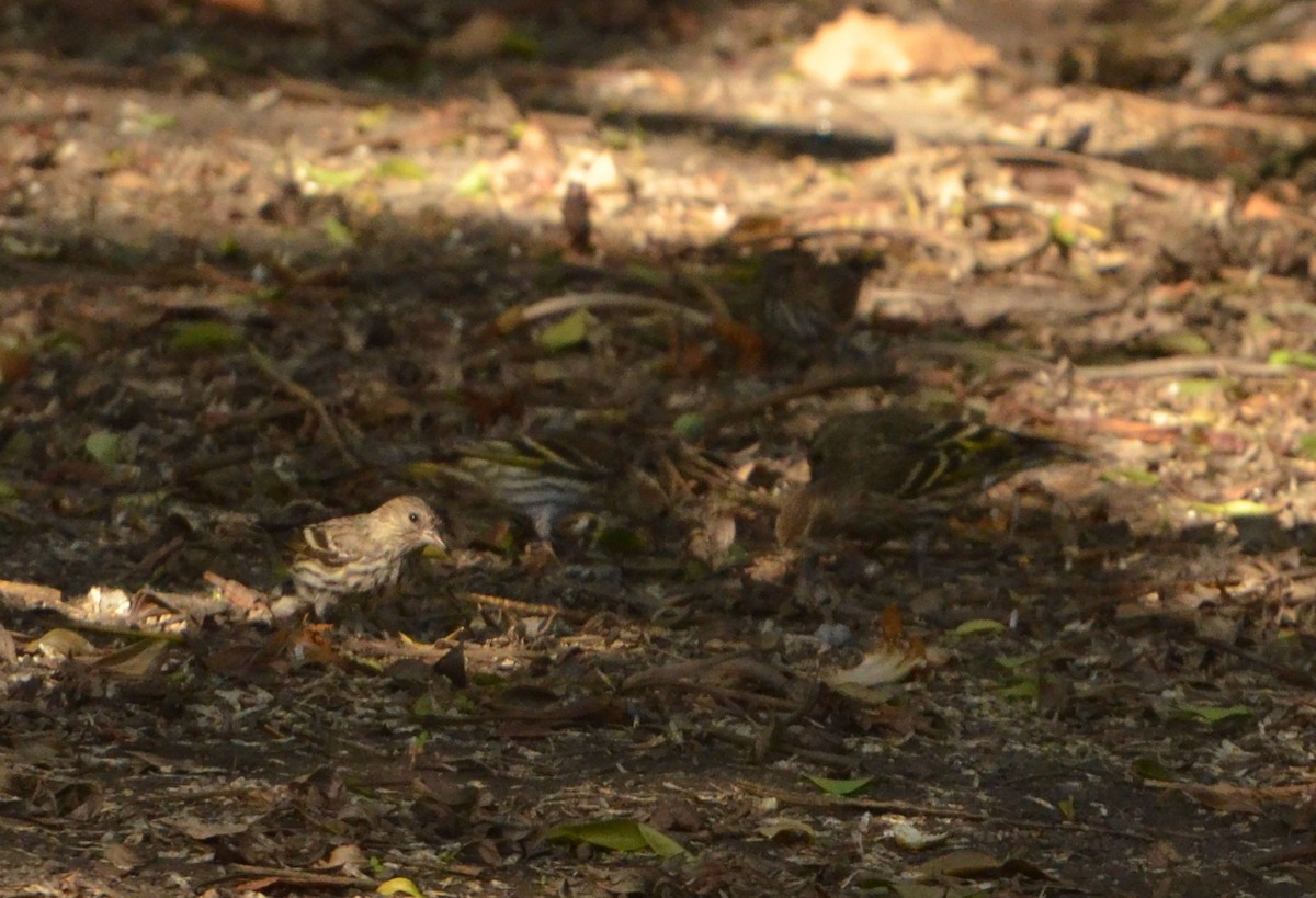 Pine Siskin - ML276803401