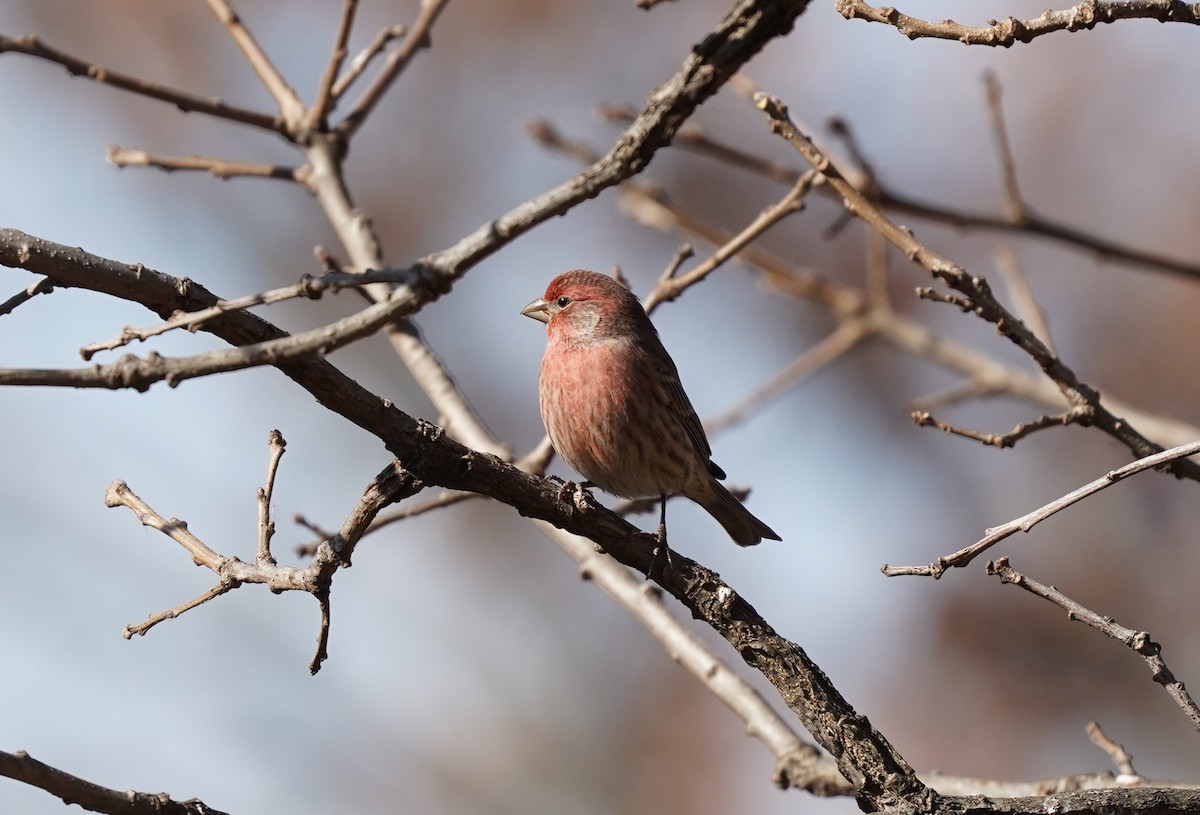 House Finch - ML276807041