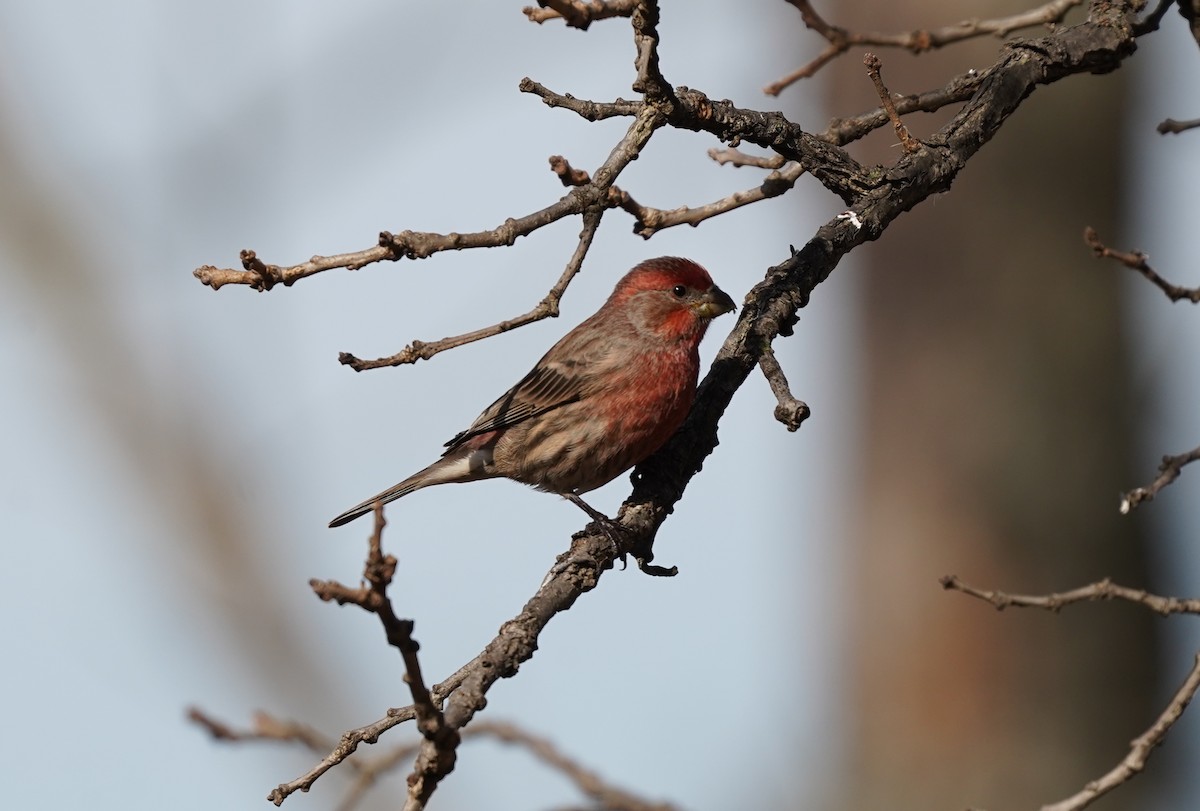 House Finch - ML276807051