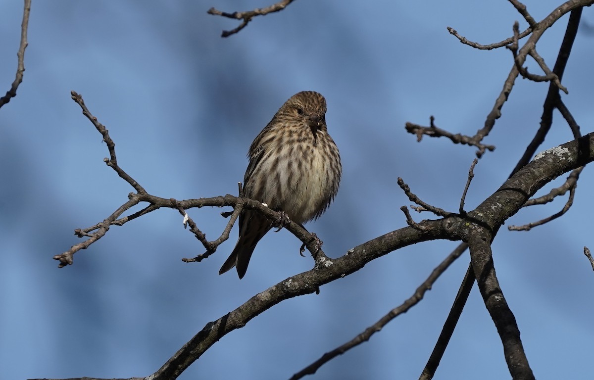 Pine Siskin - ML276807171