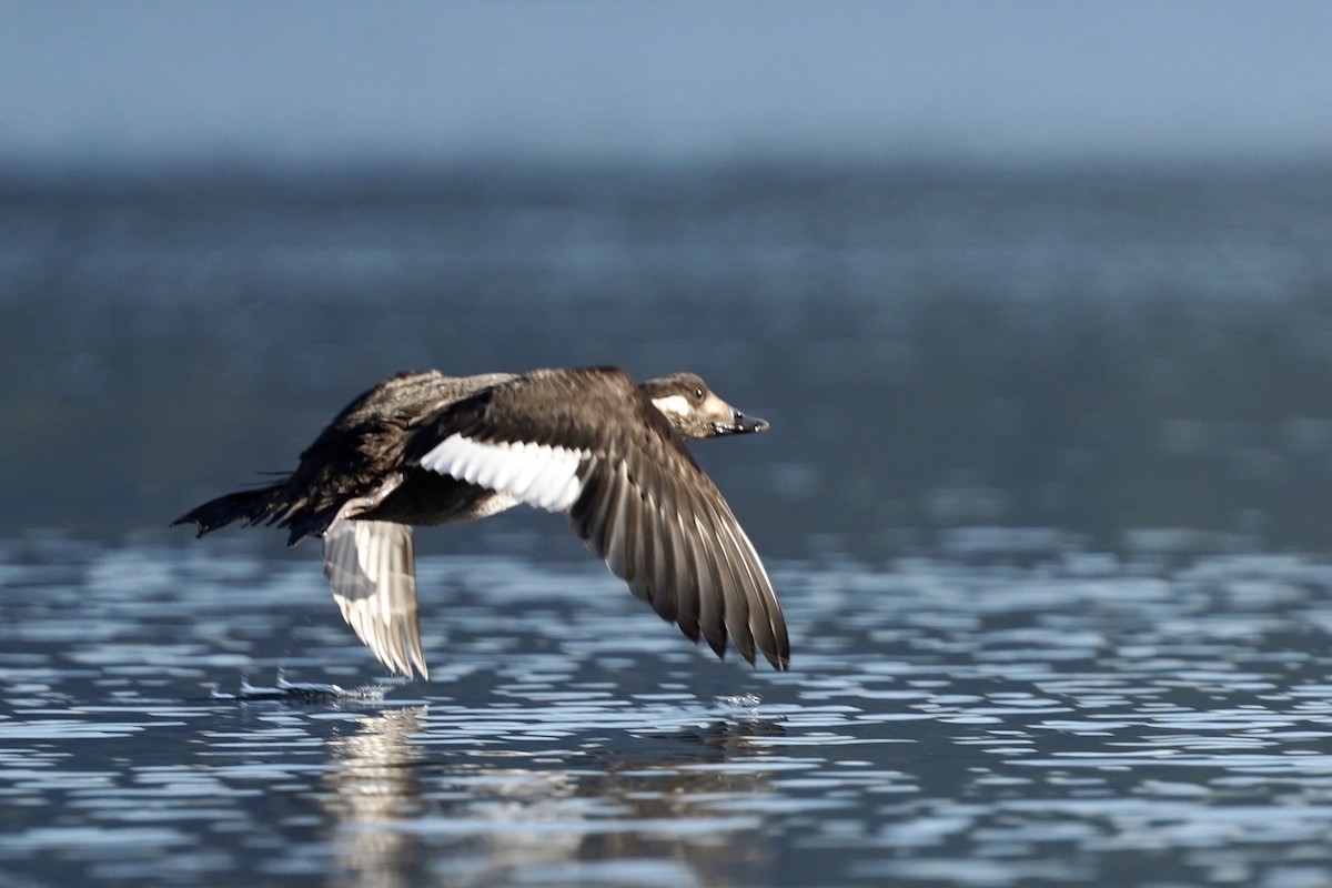 White-winged Scoter - ML276807861