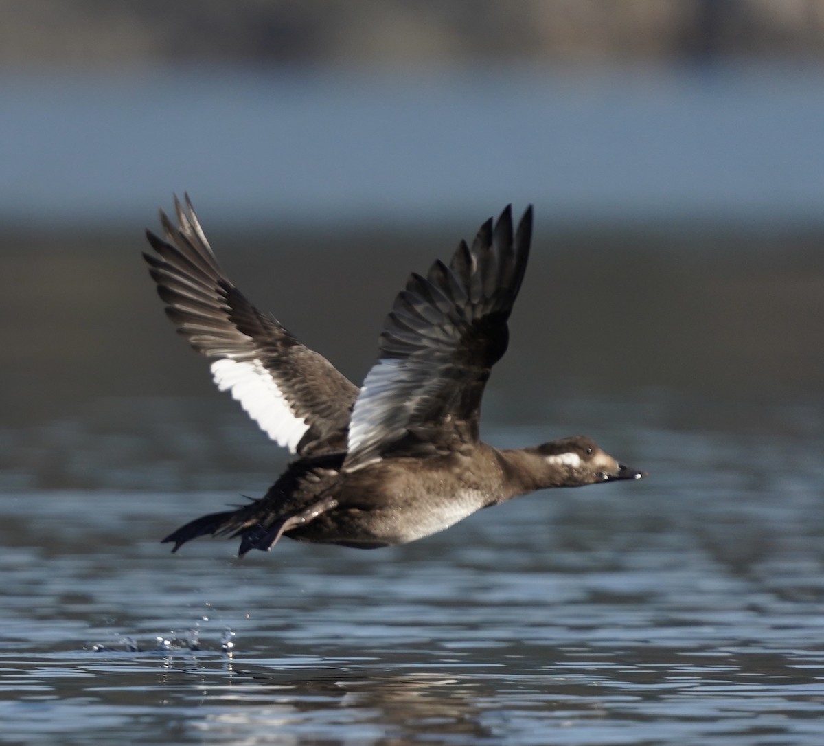 White-winged Scoter - Ken Wright