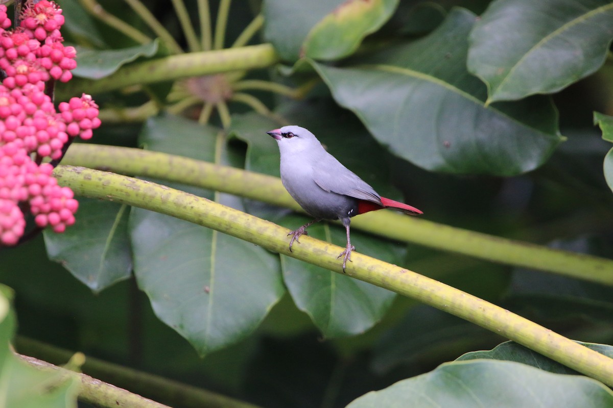 Lavender Waxbill - ML276812241