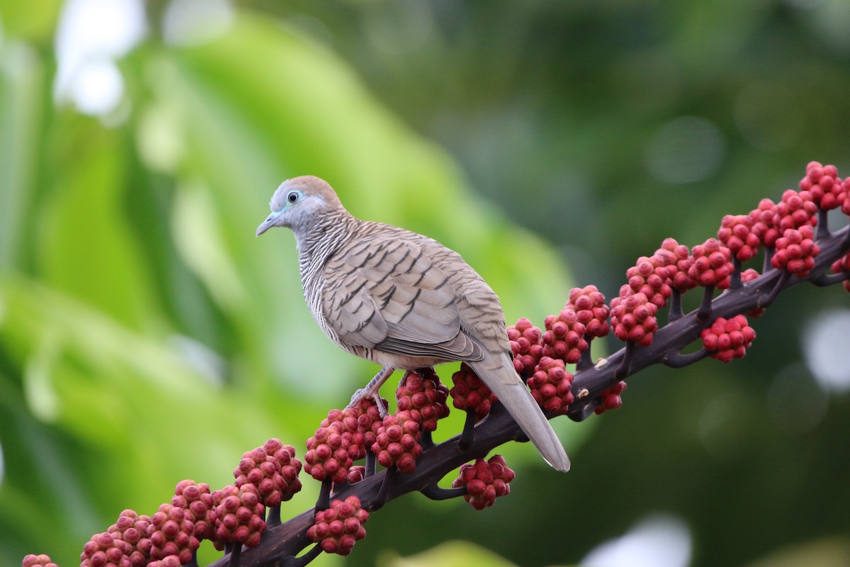 Zebra Dove - ML276812871