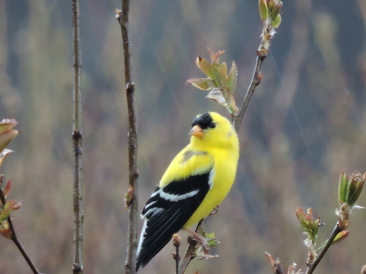 American Goldfinch - ML27681401