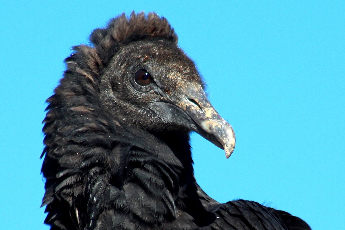 Black Vulture - ML276815721
