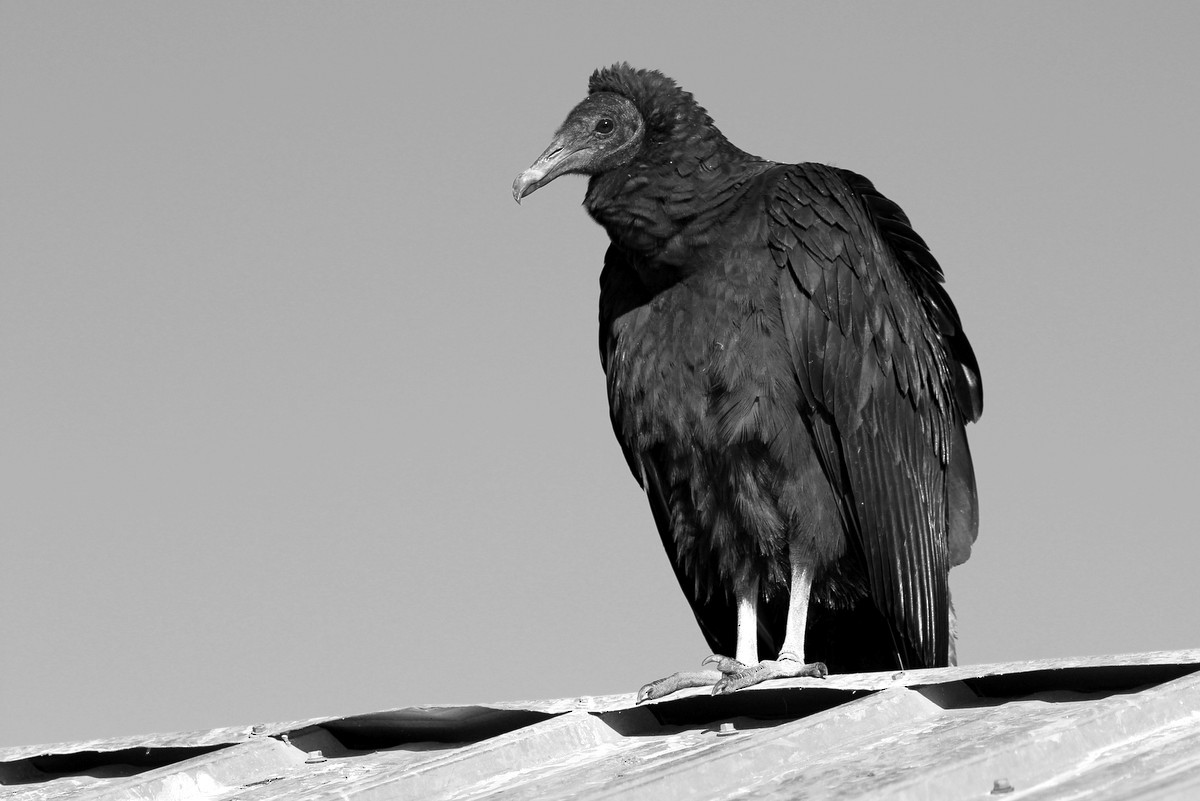 Black Vulture - ML276815731