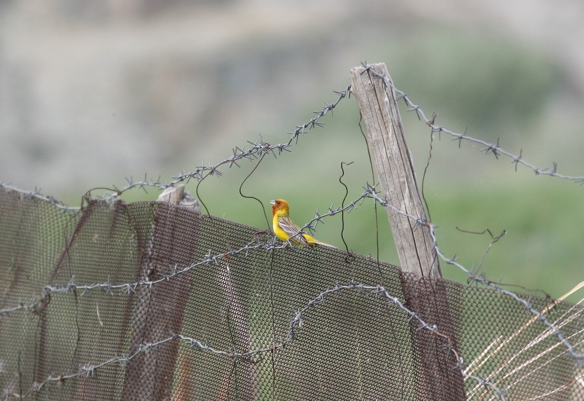 Red-headed Bunting - ML276816291