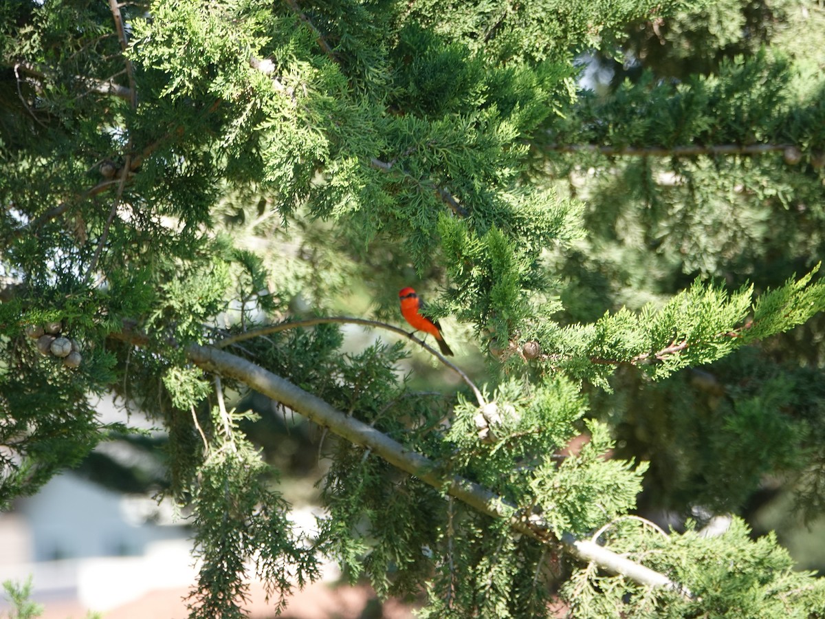 Vermilion Flycatcher - ML276816411