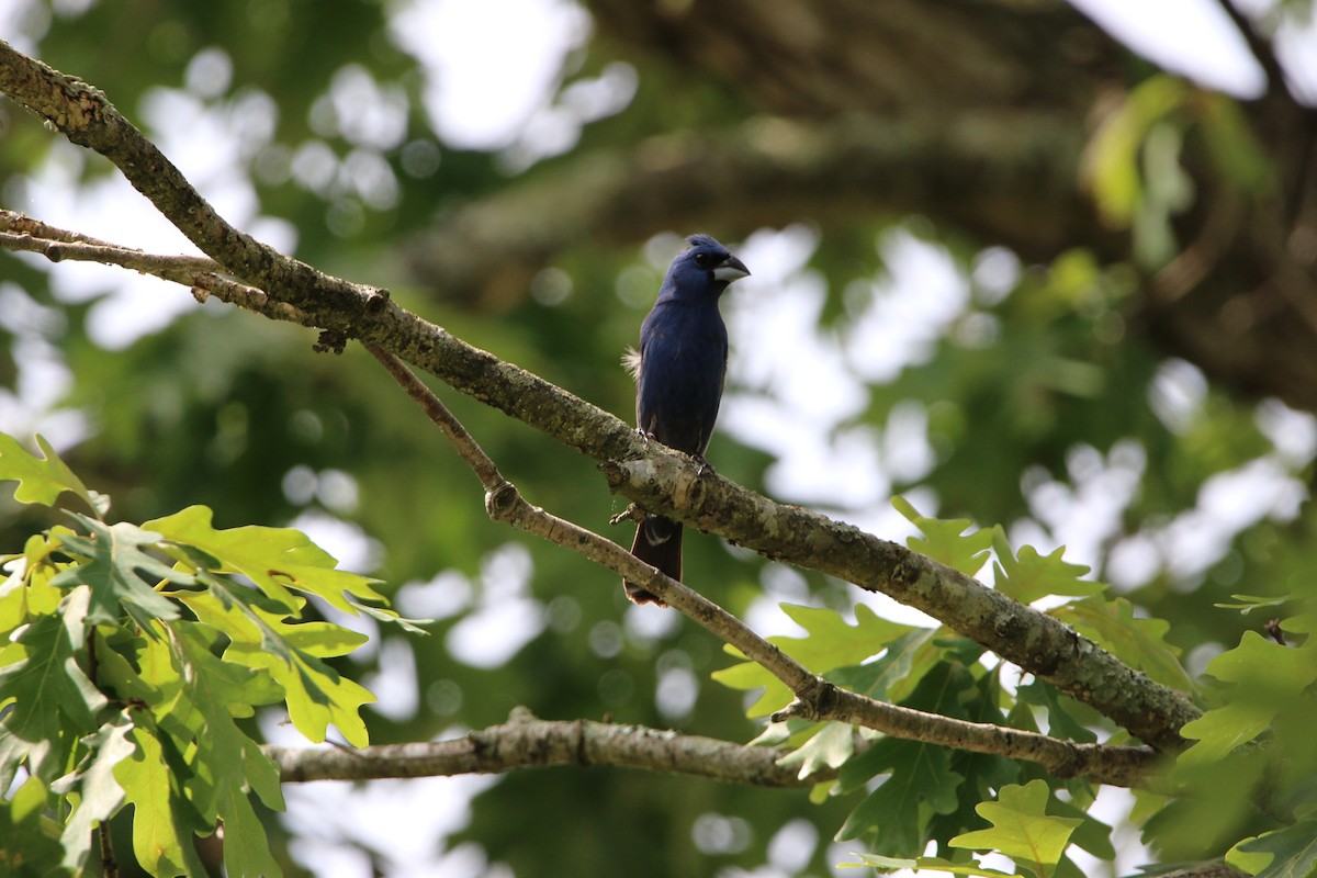 Blue Grosbeak - ML276817881