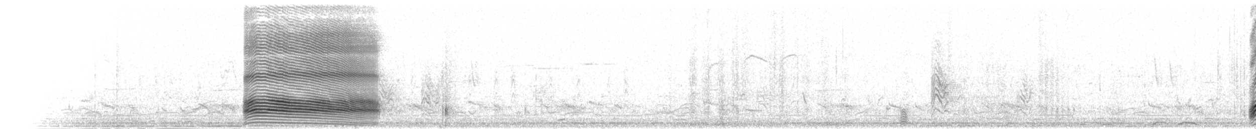 Weißbauch-Lärmvogel - ML276818