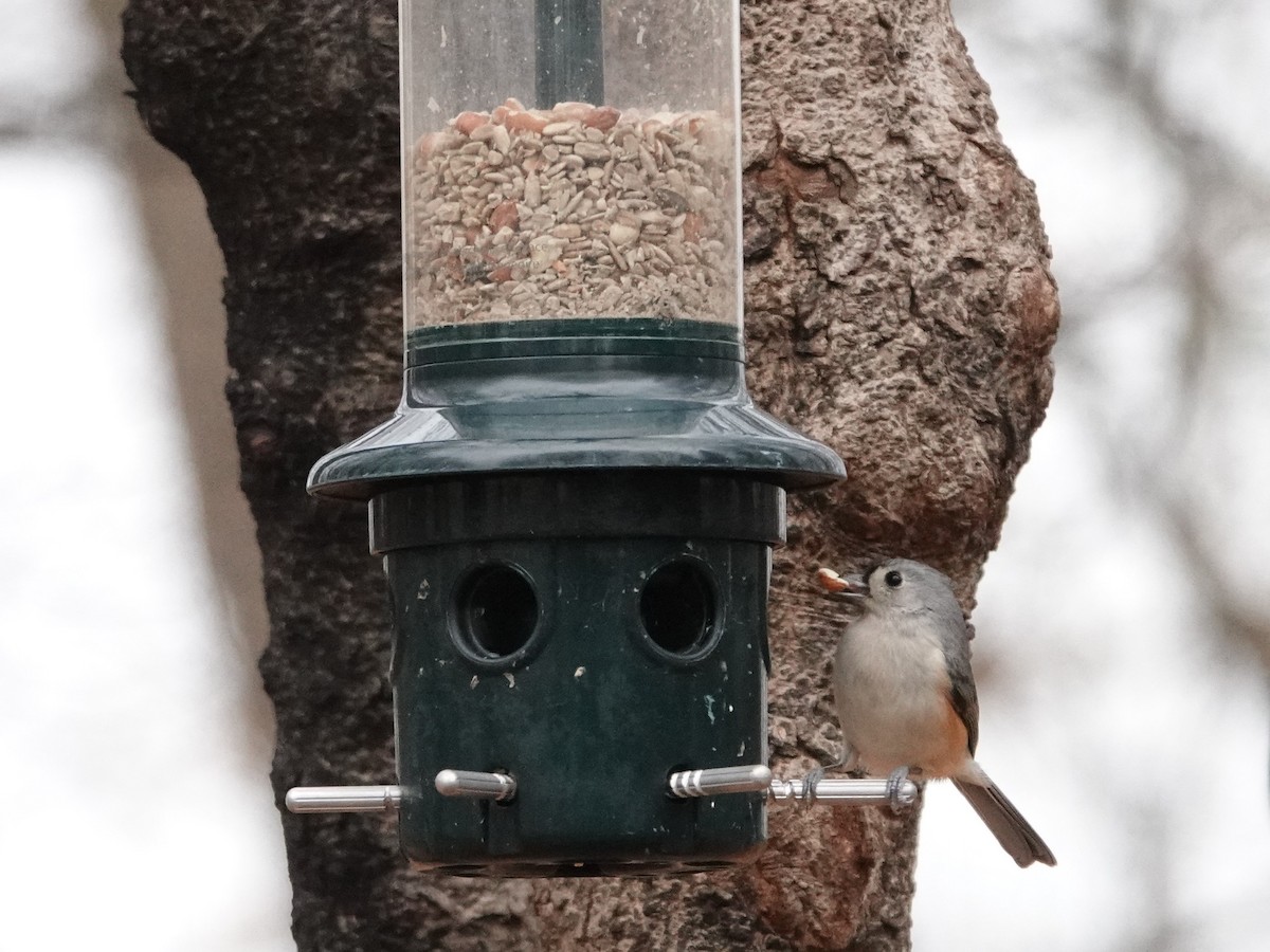 Tufted Titmouse - ML276818071