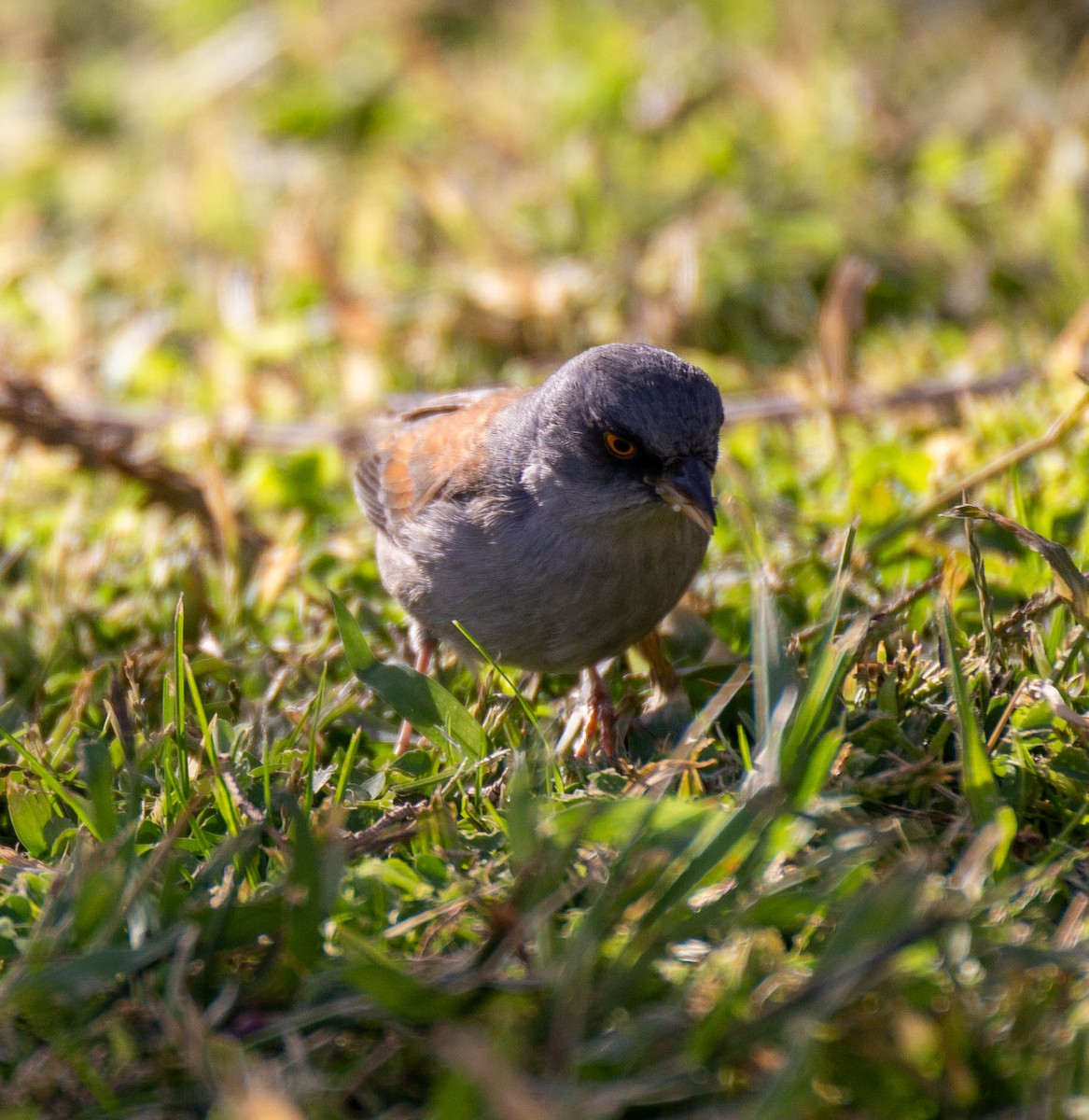 Junco aux yeux jaunes - ML276818331