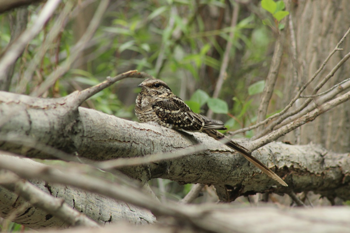 Scissor-tailed Nightjar - ML276820881