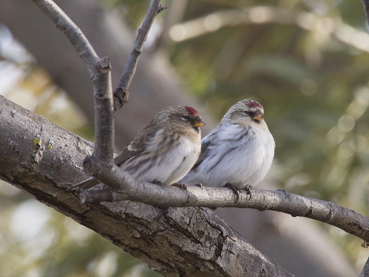 Redpoll (Hoary) - Ed Kaminski