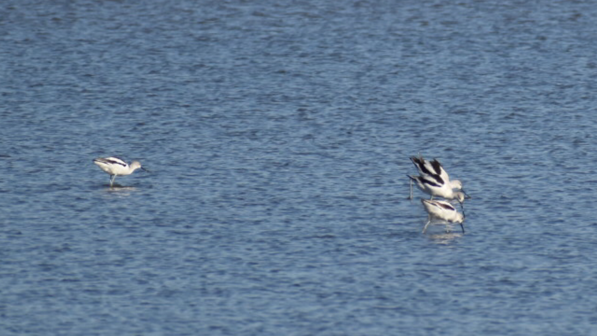 Avoceta Americana - ML276823621