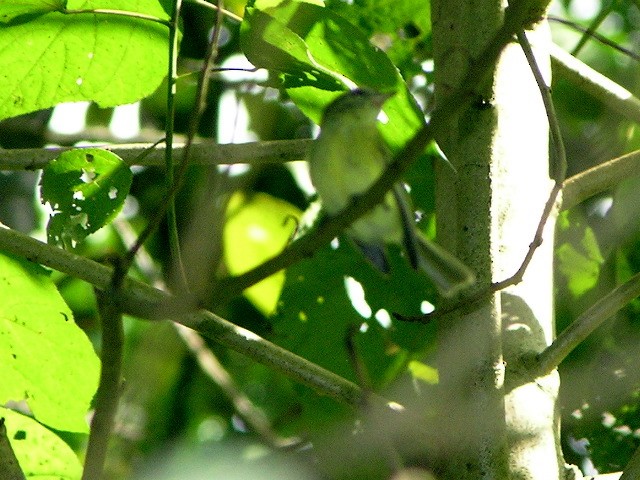 Urich's Tyrannulet - David Ascanio