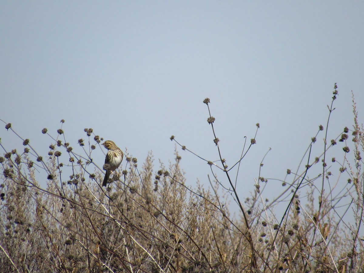Savannah Sparrow - ML276824951