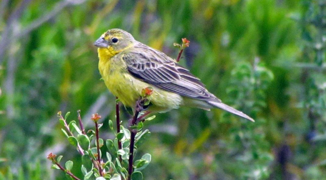 Grassland Yellow-Finch - Marcio Kerbage