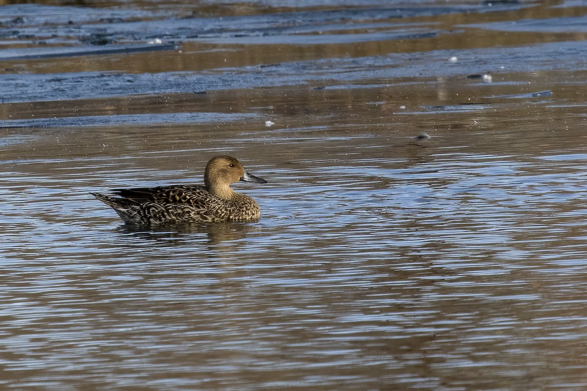 Northern Pintail - Janet Hill