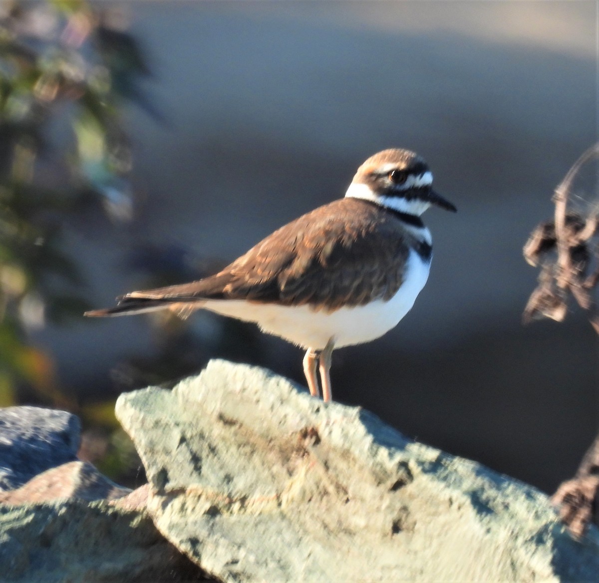 Killdeer - ML276828471